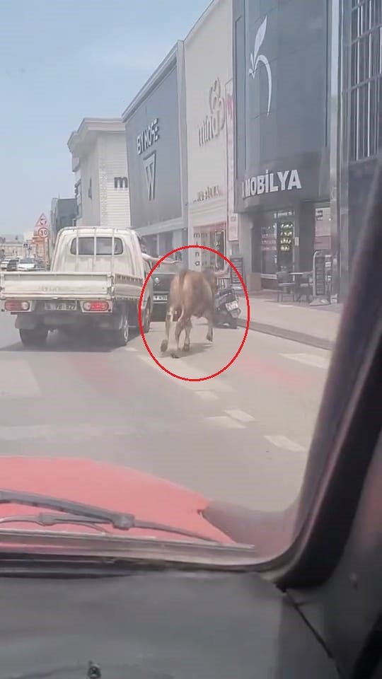 Sahibinin elinden kaçan kurbanlık, trafiği birbirine kattı