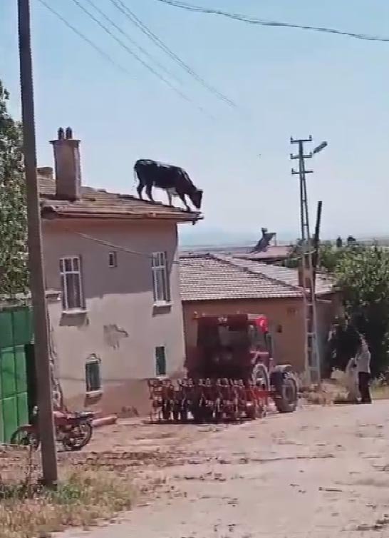 Kaçan boğa binanın çatısına çıktı!