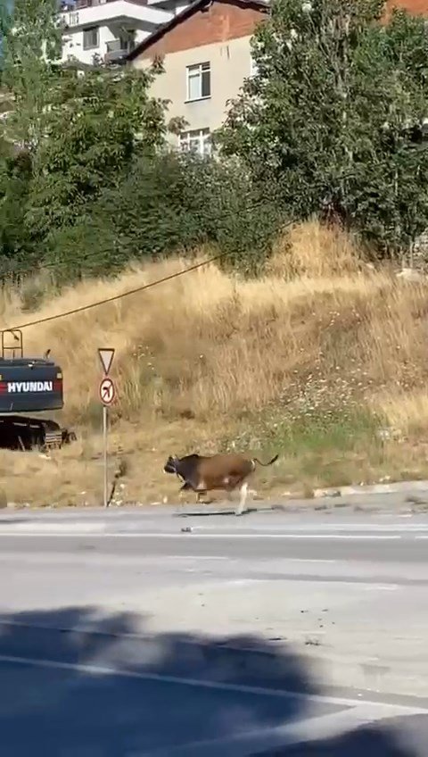 Maltepe’de kaçan boğa sahibini yerde sürükledi