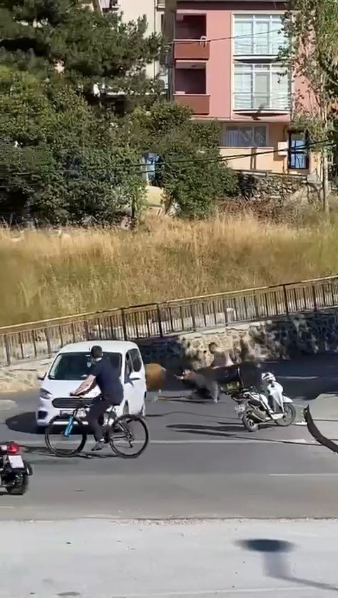 Maltepe’de kaçan boğa sahibini yerde sürükledi