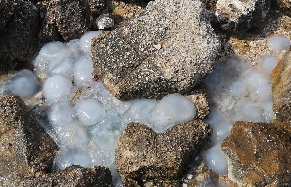 Yeşil deniz kaplumbağaları geldi, denizanaları sahilleri terk etti