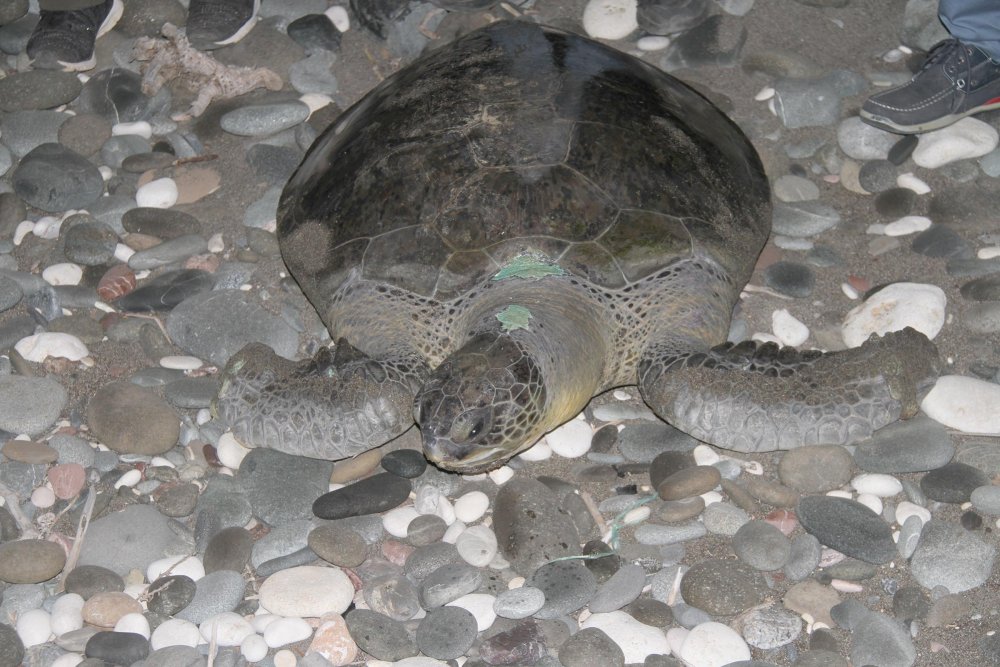 Yeşil deniz kaplumbağaları geldi, denizanaları sahilleri terk etti