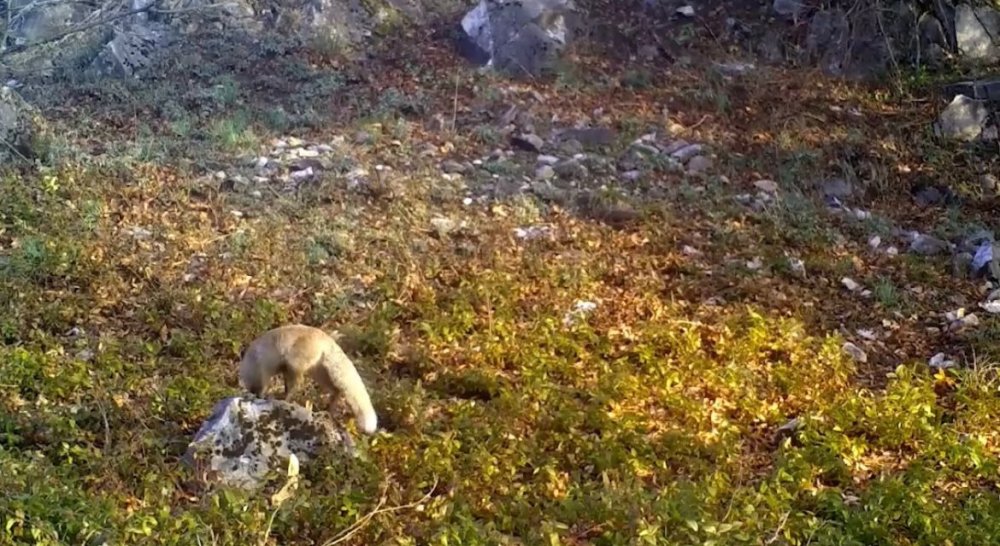 Yaban hayvanları fotokapanlarla görüntülendi