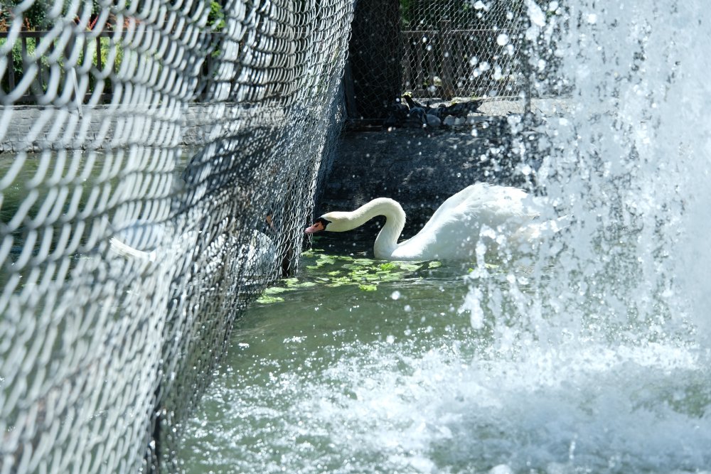 Kuğulu Park’ta kavga eden erkek kuğulara tel örgülü önlem!