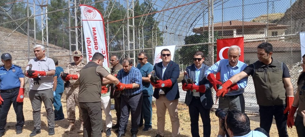 Nesli tükenmekte olan kelaynaklar göç yoluna bırakıldı