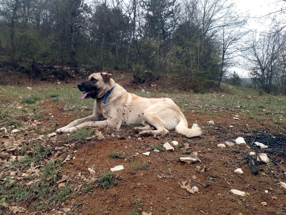 Köpeği öldürmekten 6 ay, sahibini yaralamaktan 6 yıl hapis!