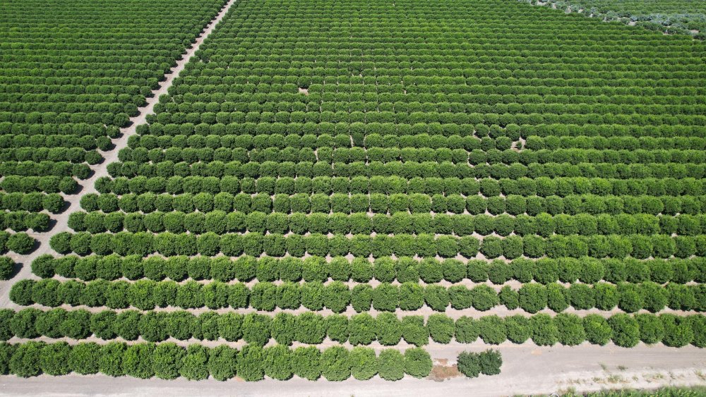 Adana'da limonda hasadı bu yıl erken başladı