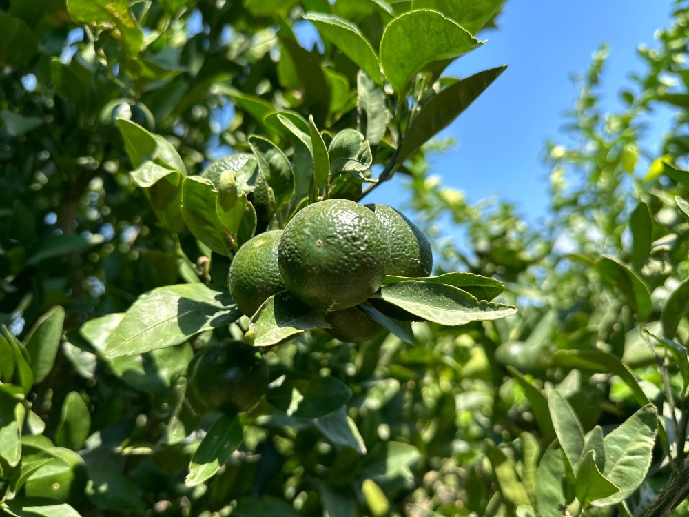 Adana'da limonda hasadı bu yıl erken başladı