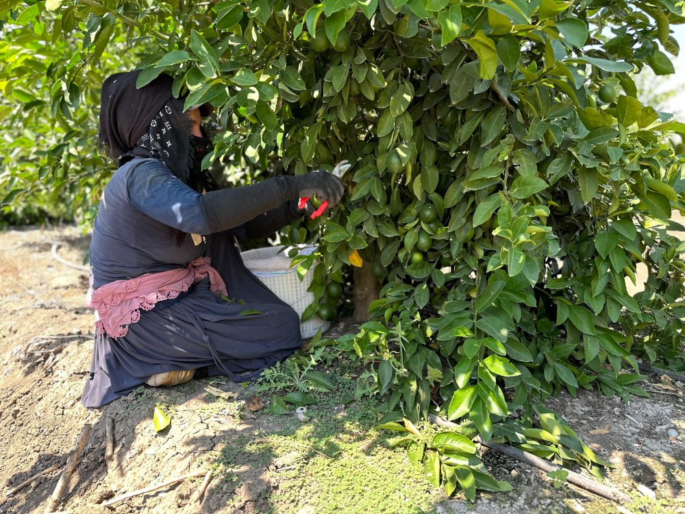 Adana'da limonda hasadı bu yıl erken başladı