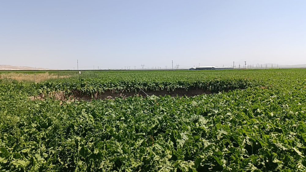 Konya'da aynı tarlada ikinci obruk oluştu