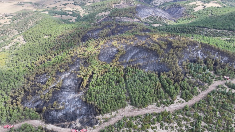 Tokat'taki orman yangınında 45 hektarlık alan küle döndü