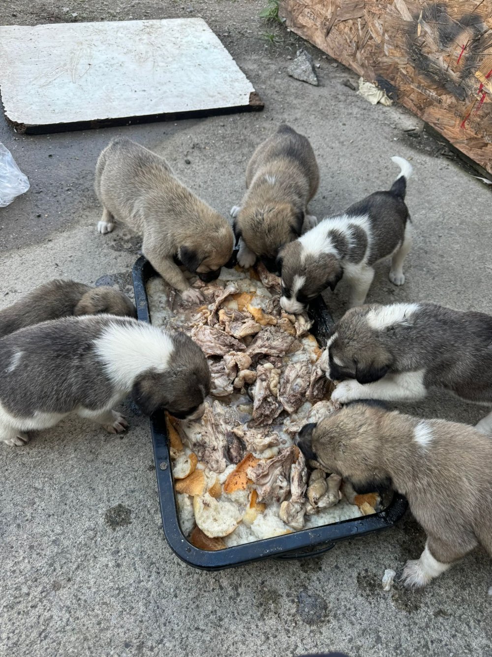 Ankara Altındağ'da bir şok daha! 5 köpek ölü bulundu!