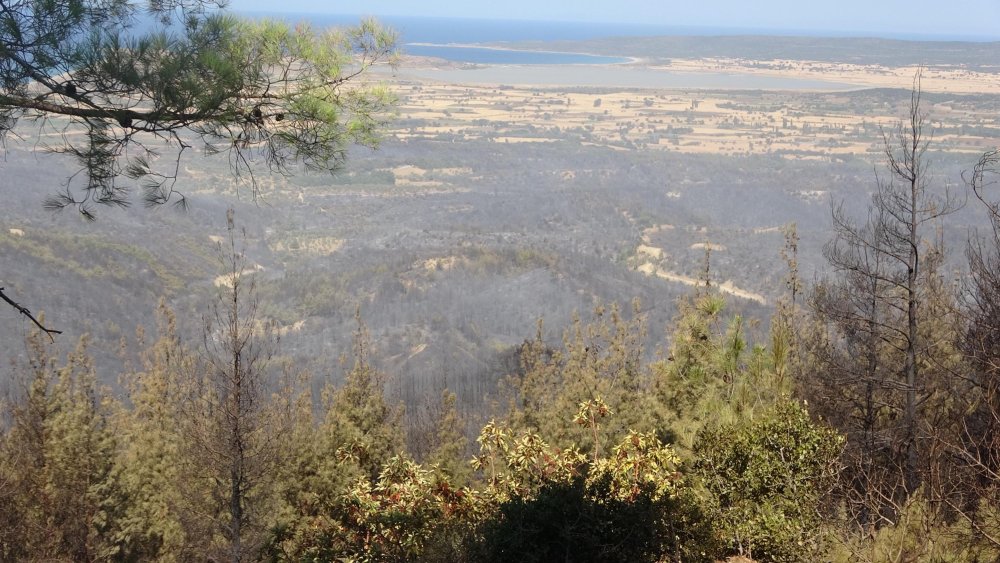 Çanakkale'deki orman yangınında herhangi bir anıt, heykel ve müzeler zarar görmedi