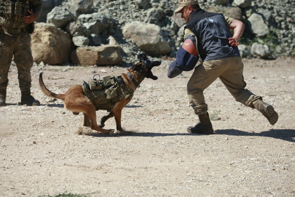 TSK'dan eğitimli köpekleri için özel tasarım maske!