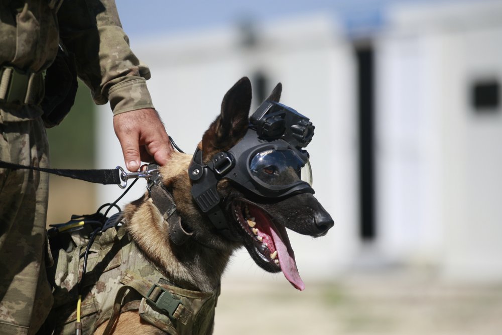 TSK'dan eğitimli köpekleri için özel tasarım maske!