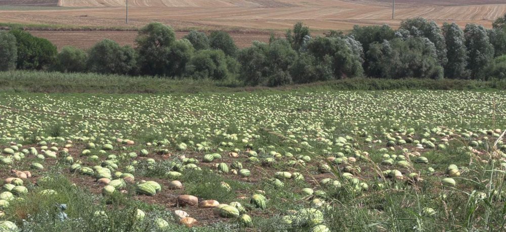 Tekirdağ'da dolunun zarar verdiği 700 dönüm karpuz tarlada kaldı!