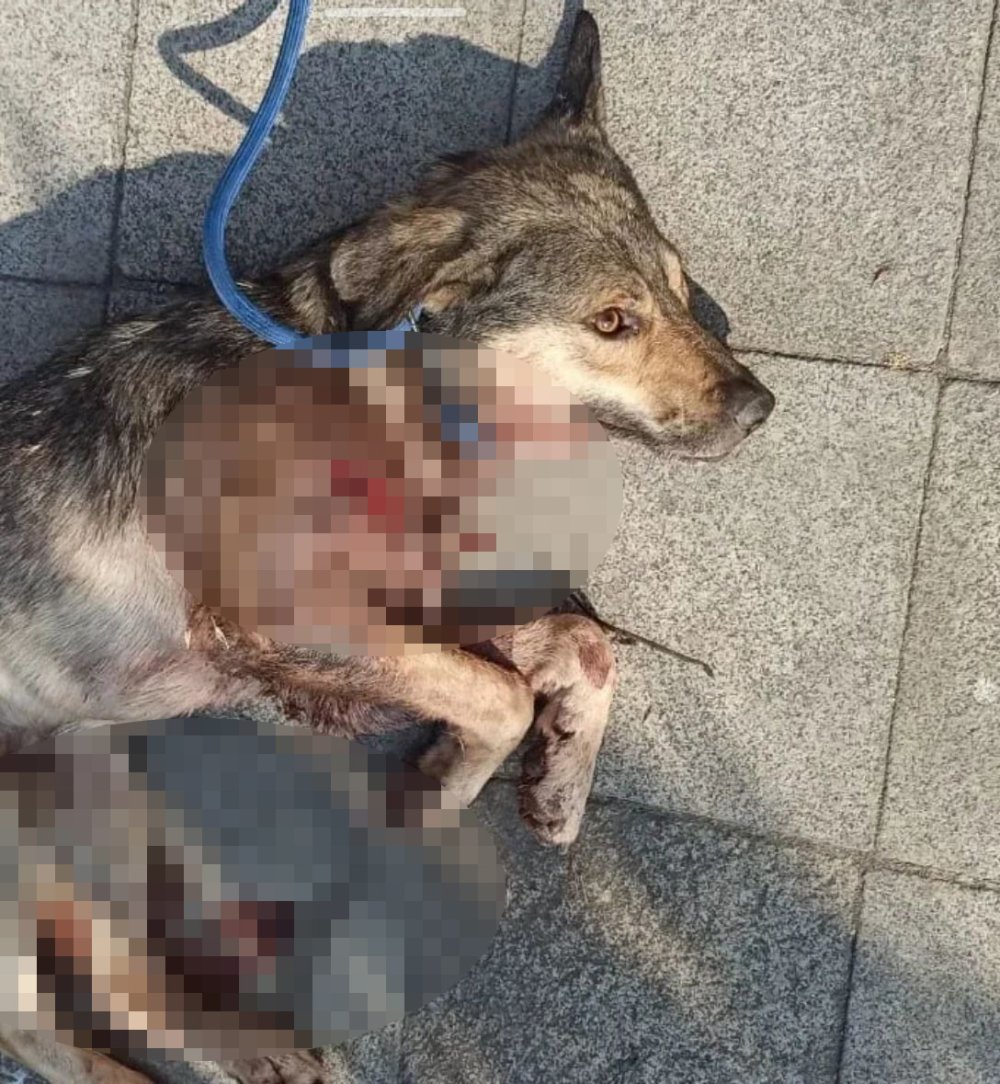 Kocaeli'de sokak köpeği dehşeti: Kurşunların hedefi oldu