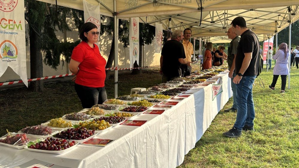 Bağ Bozumu Şenliği başladı, tarlalarda üzümler toplandı