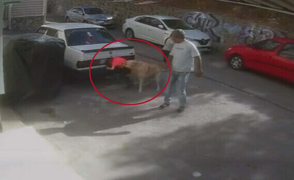 İzmir'de okuldan dönen çocuk sokak köpeğinin saldırısına uğradı