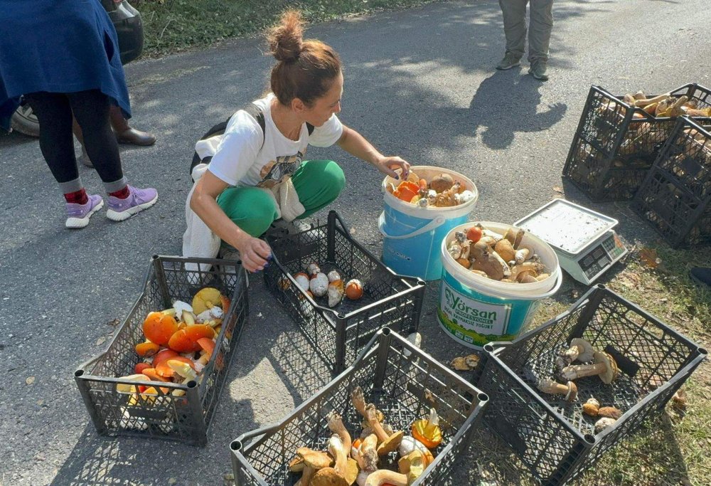 Istranca Ormanları'nda mantar bereketi!